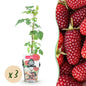 Taybes - Rubus Tayberry - Winterhard - 3 Planten - Forestbloom