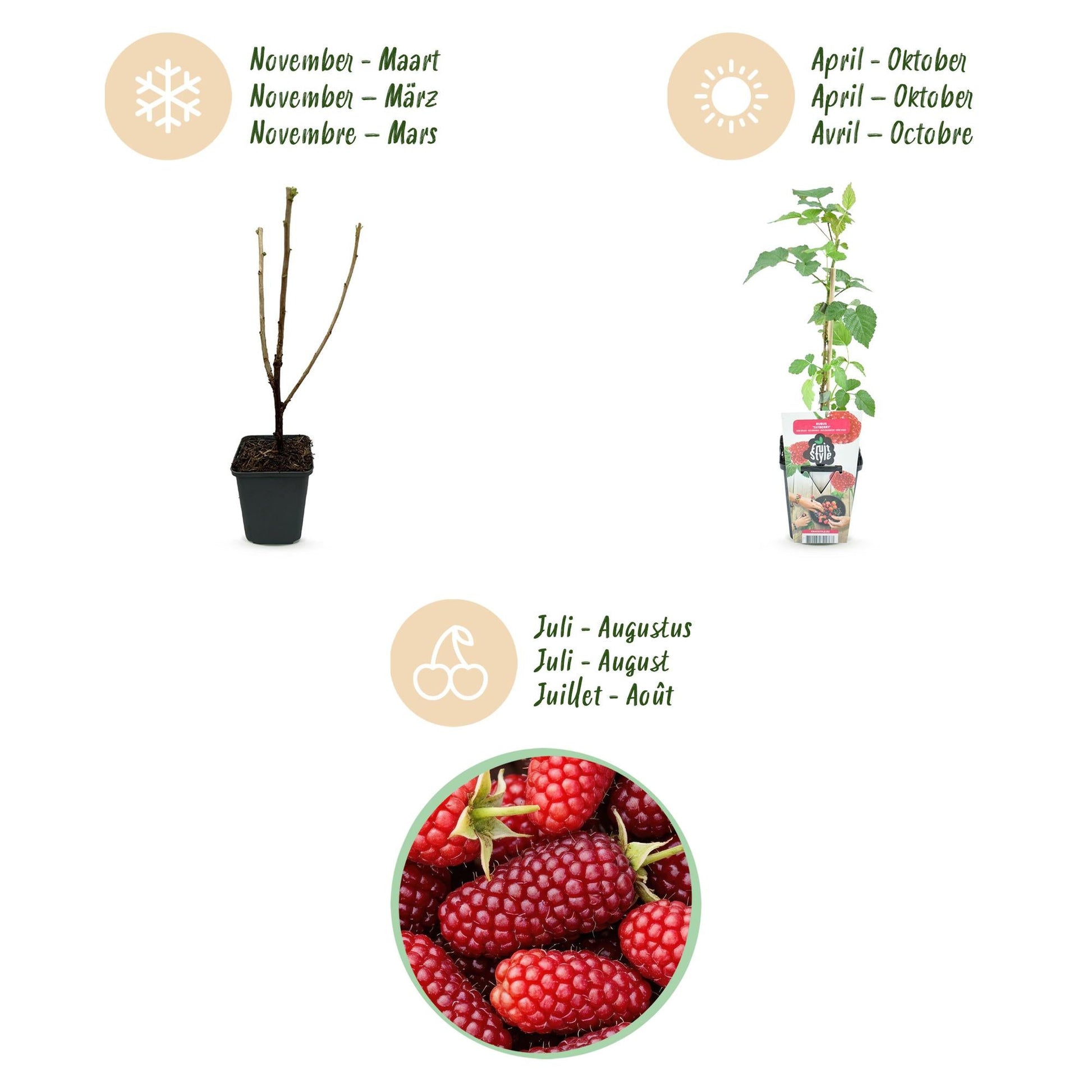 Taybes - Rubus Tayberry - Winterhard - 3 Planten - Forestbloom