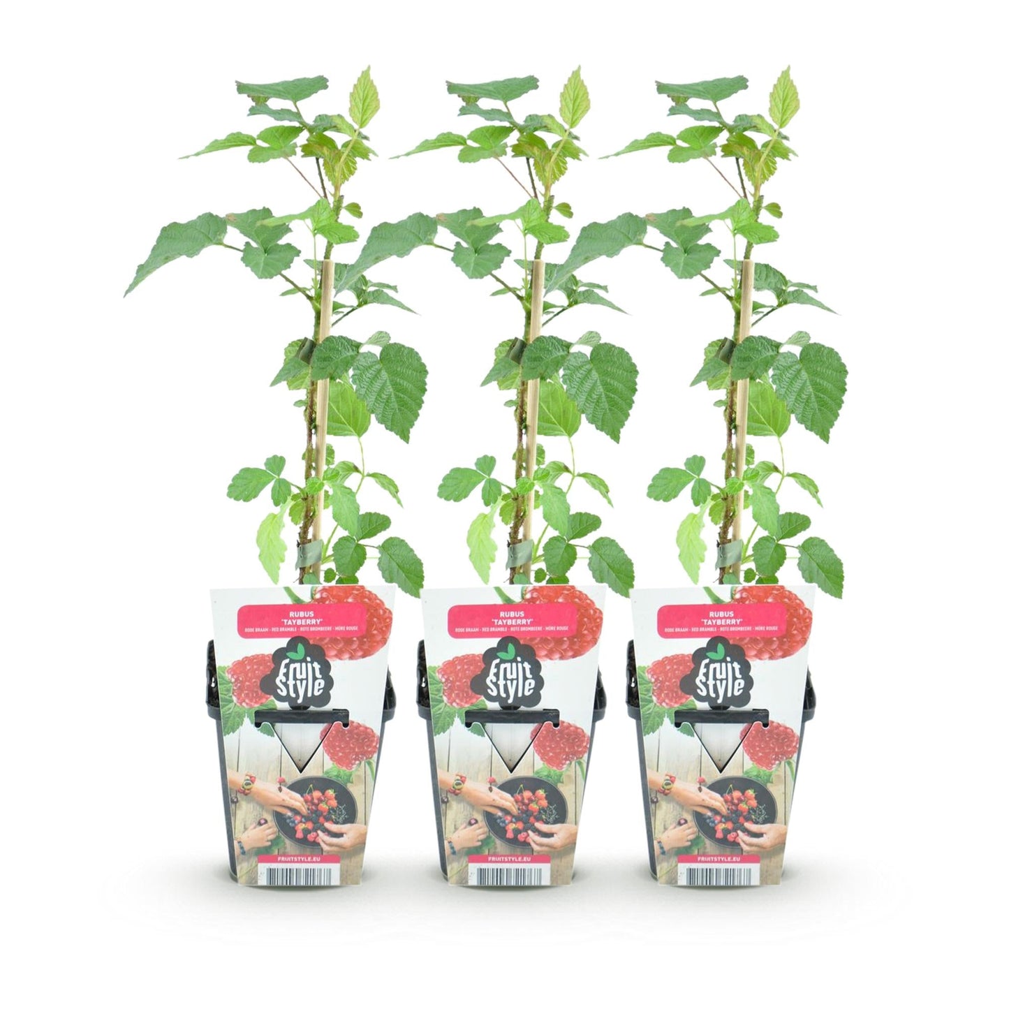 Taybes - Rubus Tayberry - Winterhard - 3 Planten - Forestbloom