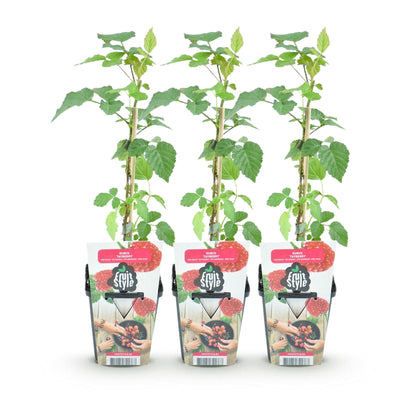 Taybes - Rubus Tayberry - Winterhard - 3 Planten - Forestbloom
