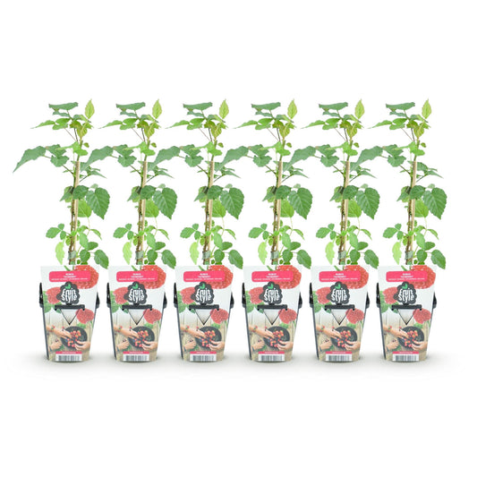 Taybes - Rubus Tayberry - Winterhard - 6 Planten - Forestbloom
