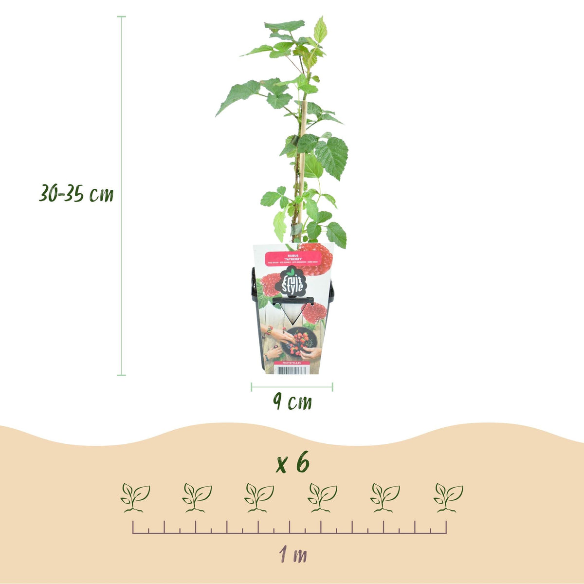 Taybes - Rubus Tayberry - Winterhard - 6 Planten - Forestbloom