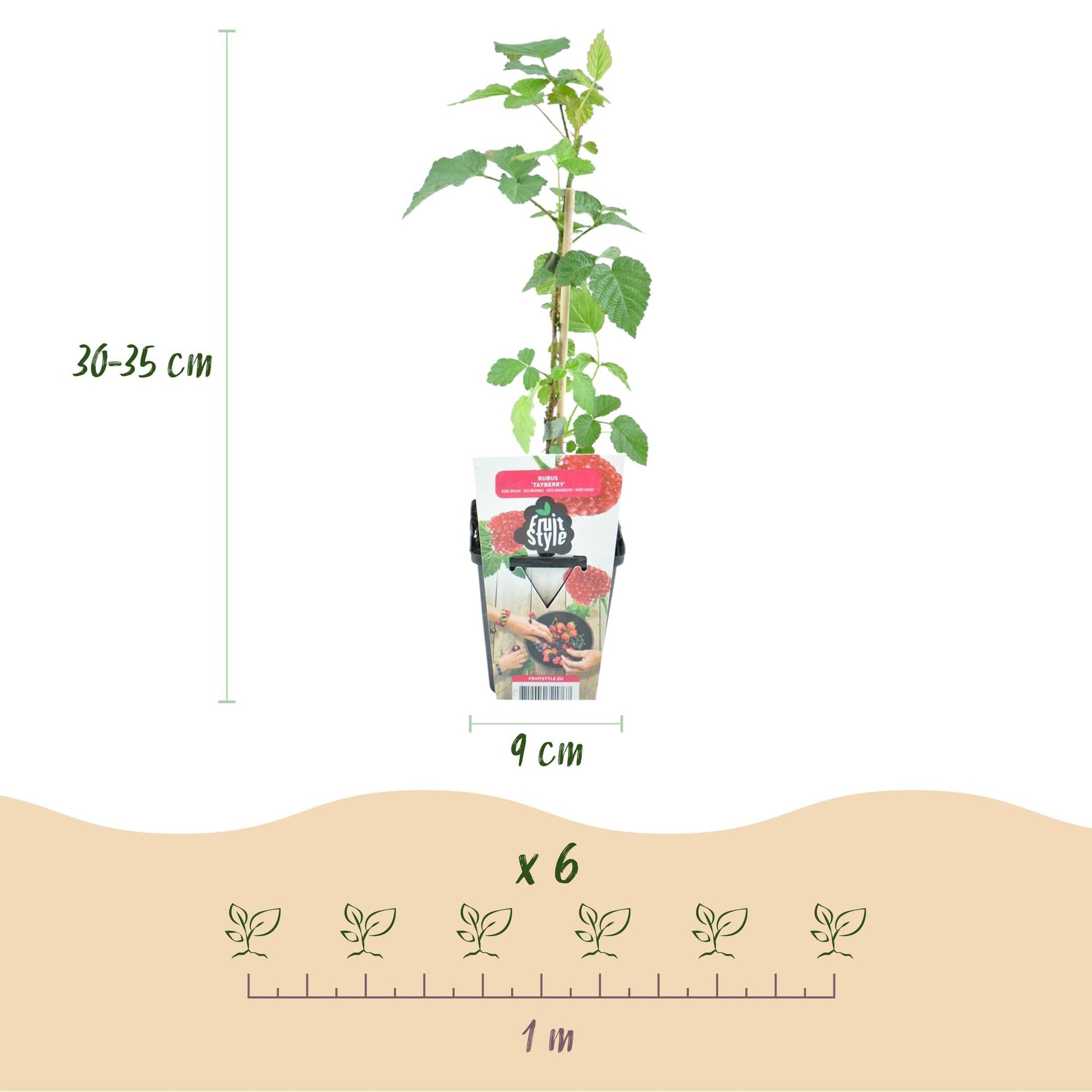 Taybes - Rubus Tayberry - Winterhard - 6 Planten - Forestbloom
