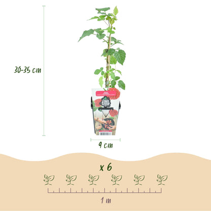 Taybes - Rubus Tayberry - Winterhard - 6 Planten - Forestbloom