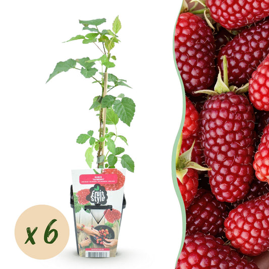 Taybes - Rubus Tayberry - Winterhard - 6 Planten - Forestbloom