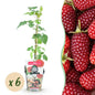 Taybes - Rubus Tayberry - Winterhard - 6 Planten - Forestbloom