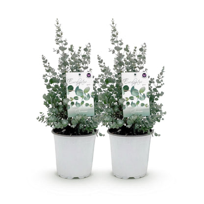 Terrasplant - Eucalyptus boom - Eucalyptus gunni - 2 Planten - Forestbloom