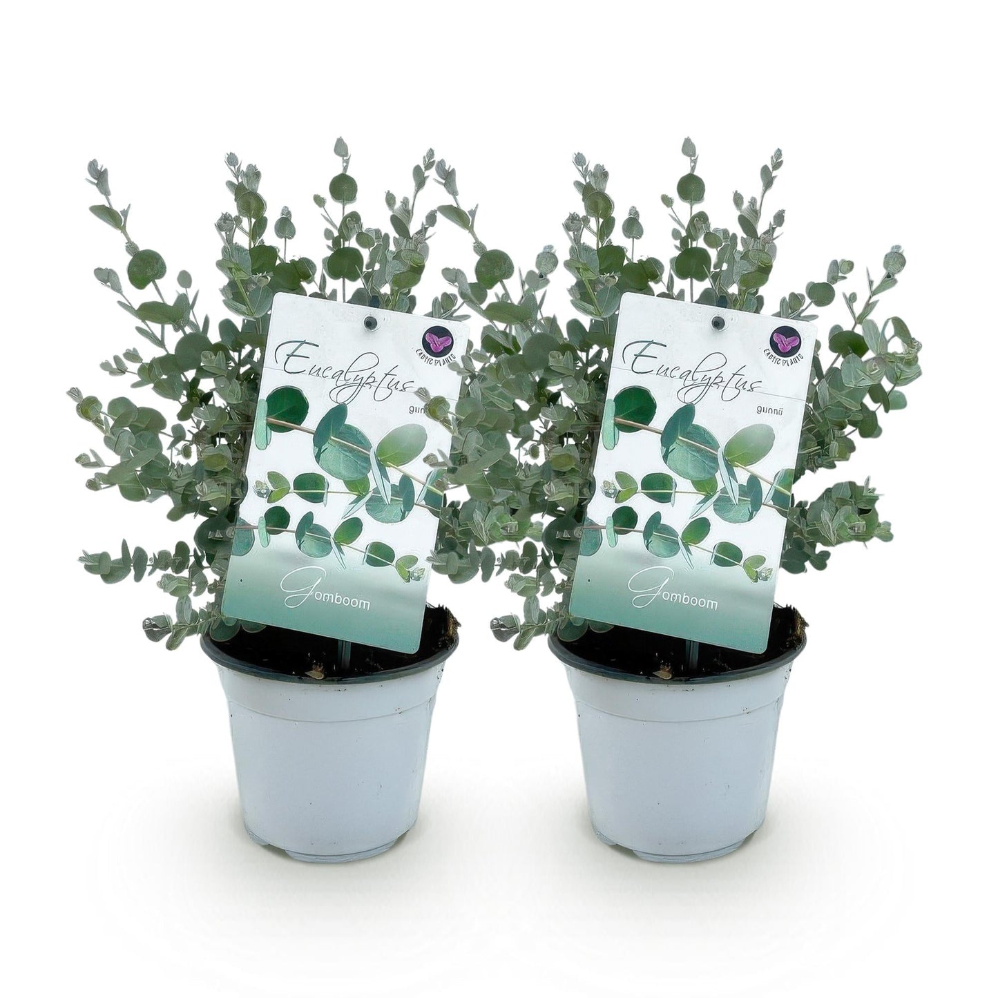Terrasplant - Eucalyptus boom - Eucalyptus gunni - 2 Planten - Forestbloom