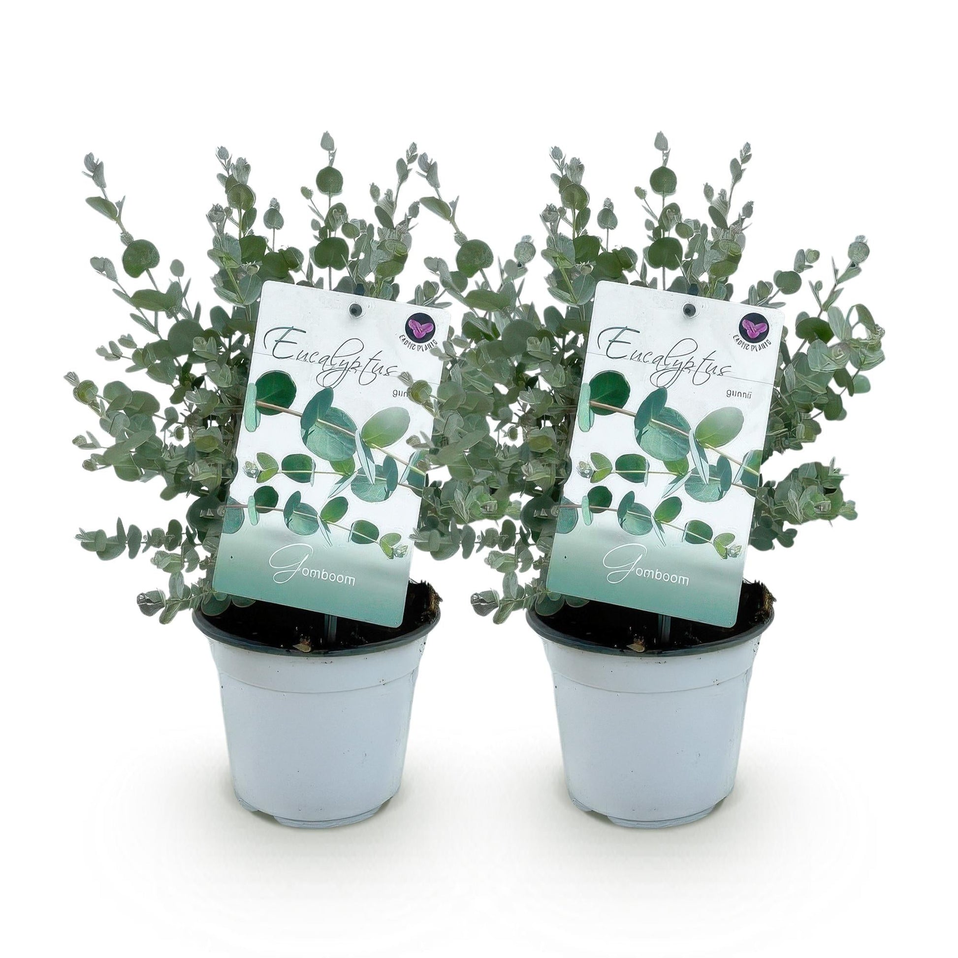 Terrasplant - Eucalyptus boom - Eucalyptus gunni - 2 Planten - Forestbloom