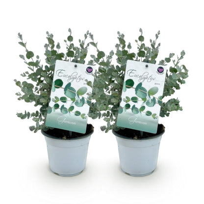 Terrasplant - Eucalyptus boom - Eucalyptus gunni - 2 Planten - Forestbloom