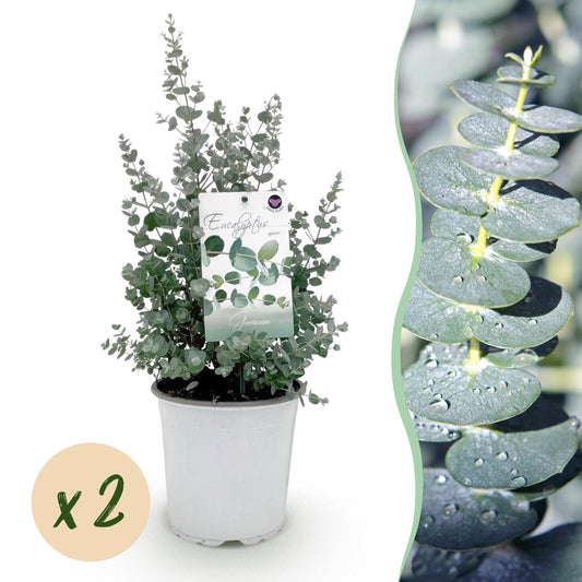 Terrasplant - Eucalyptus boom - Eucalyptus gunni - 2 Planten - Forestbloom
