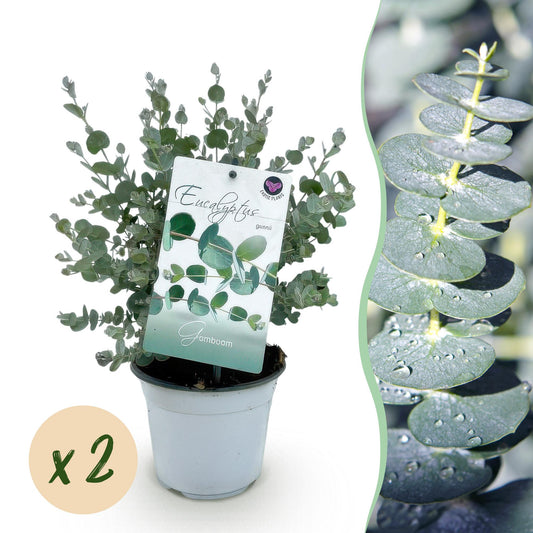 Terrasplant - Eucalyptus boom - Eucalyptus gunni - 2 Planten - Forestbloom