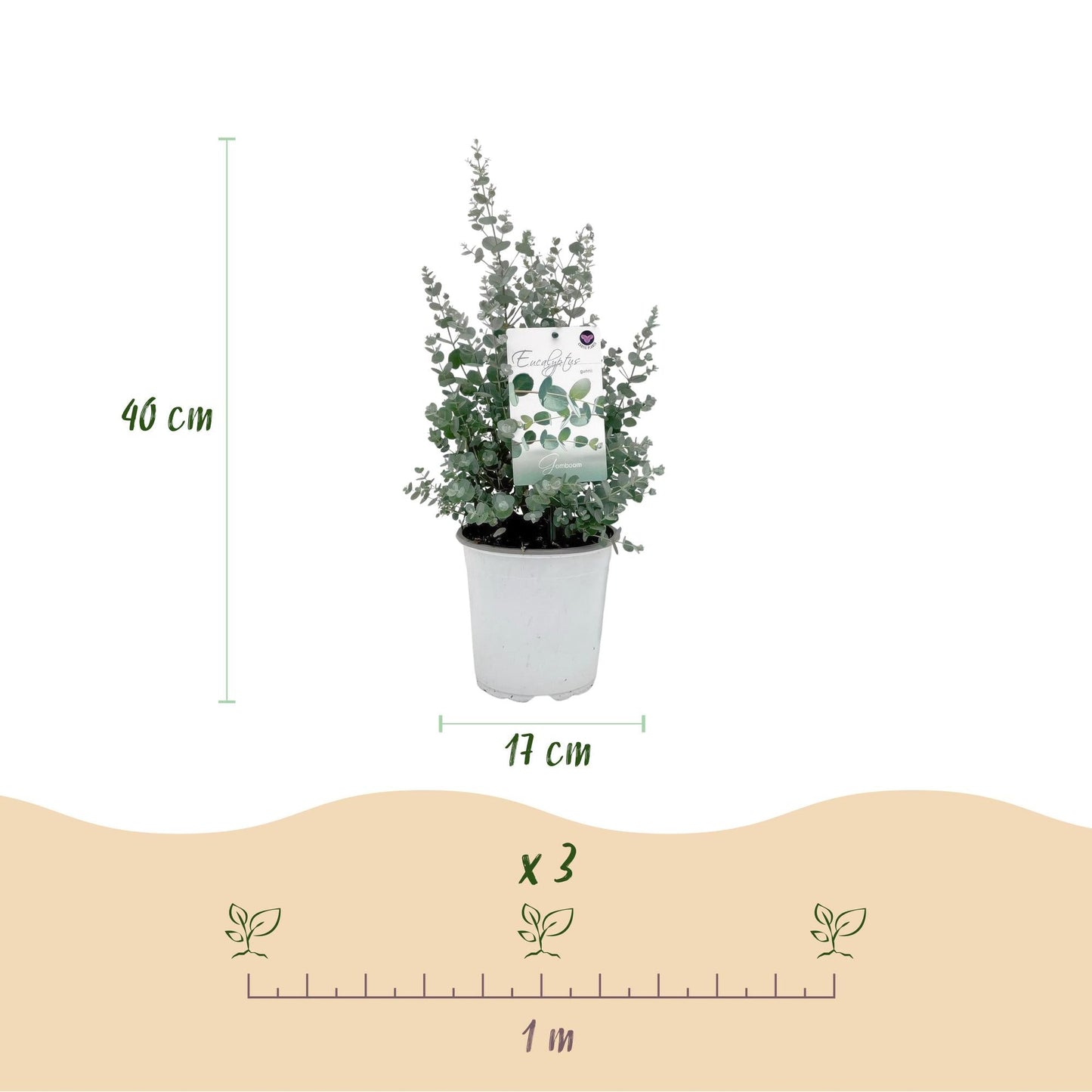 Terrasplant - Eucalyptus boom - Eucalyptus gunni - 2 Planten - Forestbloom
