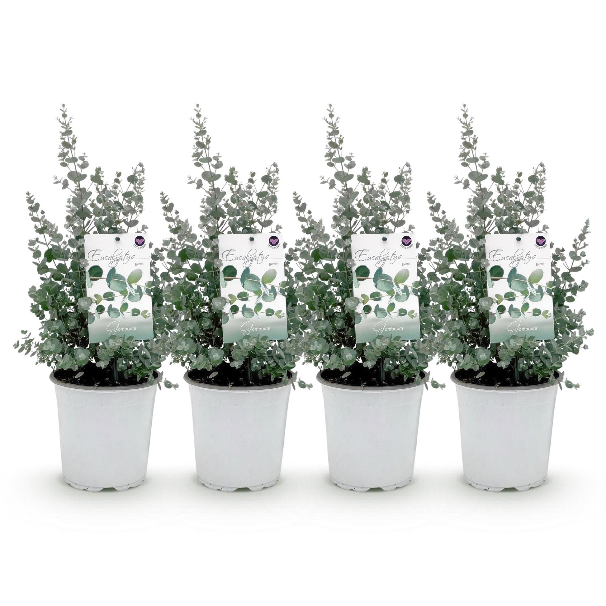 Terrasplant - Eucalyptus boom - Eucalyptus gunni - 4 Planten - Forestbloom
