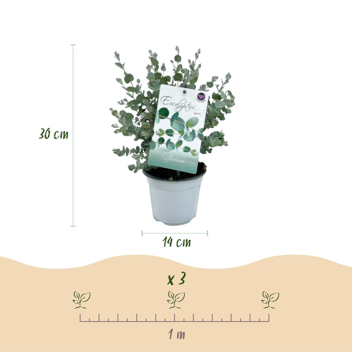 Terrasplant - Eucalyptus boom - Eucalyptus gunni - 4 Planten - Forestbloom