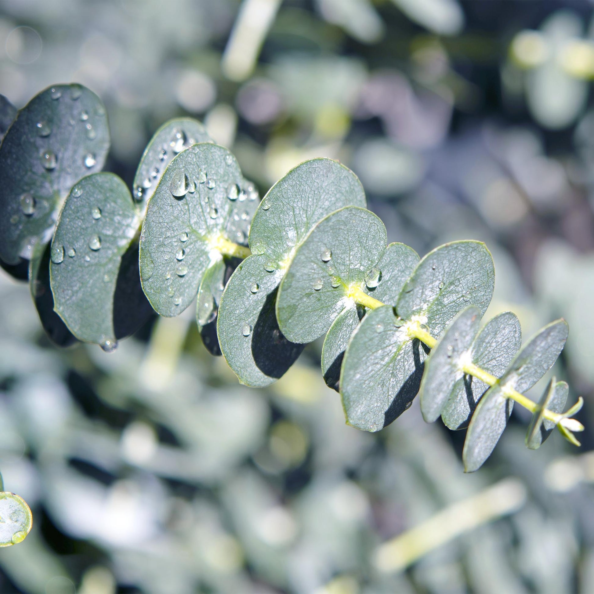 Terrasplant - Eucalyptus boom - Eucalyptus gunni - 4 Planten - Forestbloom