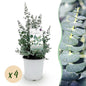 Terrasplant - Eucalyptus boom - Eucalyptus gunni - 4 Planten - Forestbloom