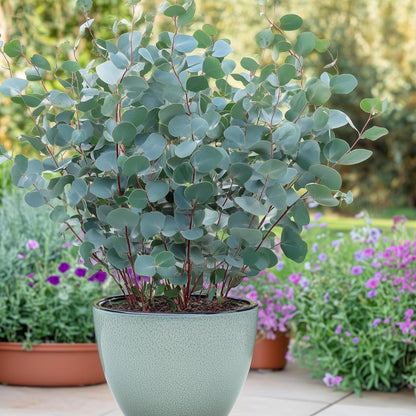 Terrasplant - Eucalyptus boom - Eucalyptus gunni - 4 Planten - Forestbloom
