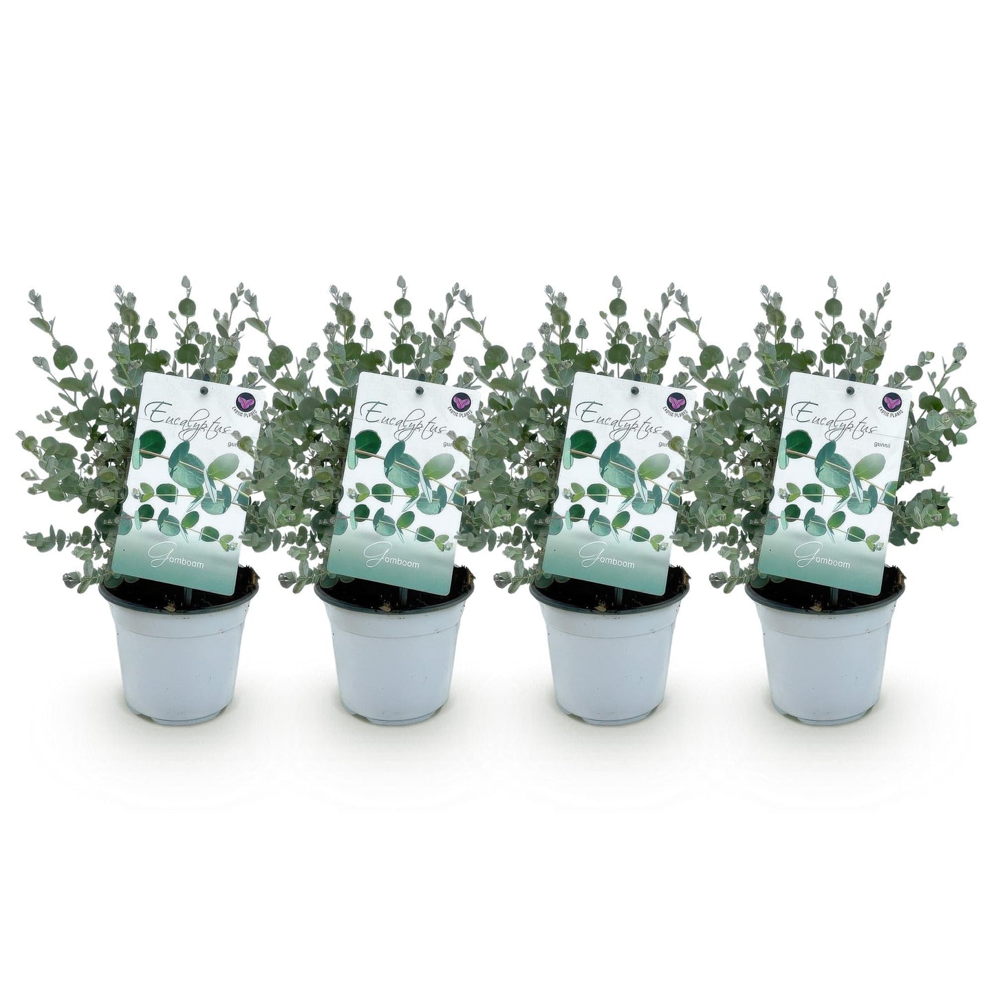Terrasplant - Eucalyptus boom - Eucalyptus gunni - 4 Planten - Forestbloom
