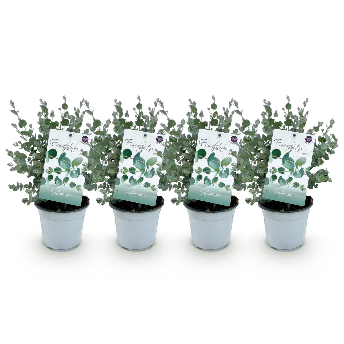 Terrasplant - Eucalyptus boom - Eucalyptus gunni - 4 Planten - Forestbloom