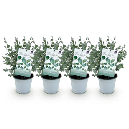 Terrasplant - Eucalyptus boom - Eucalyptus gunni - 4 Planten - Forestbloom