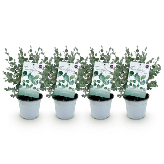 Terrasplant - Eucalyptus boom - Eucalyptus gunni - 4 Planten - Forestbloom