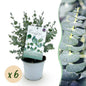 Terrasplant - Eucalyptus boom - Eucalyptus gunni - 6 Planten - Forestbloom