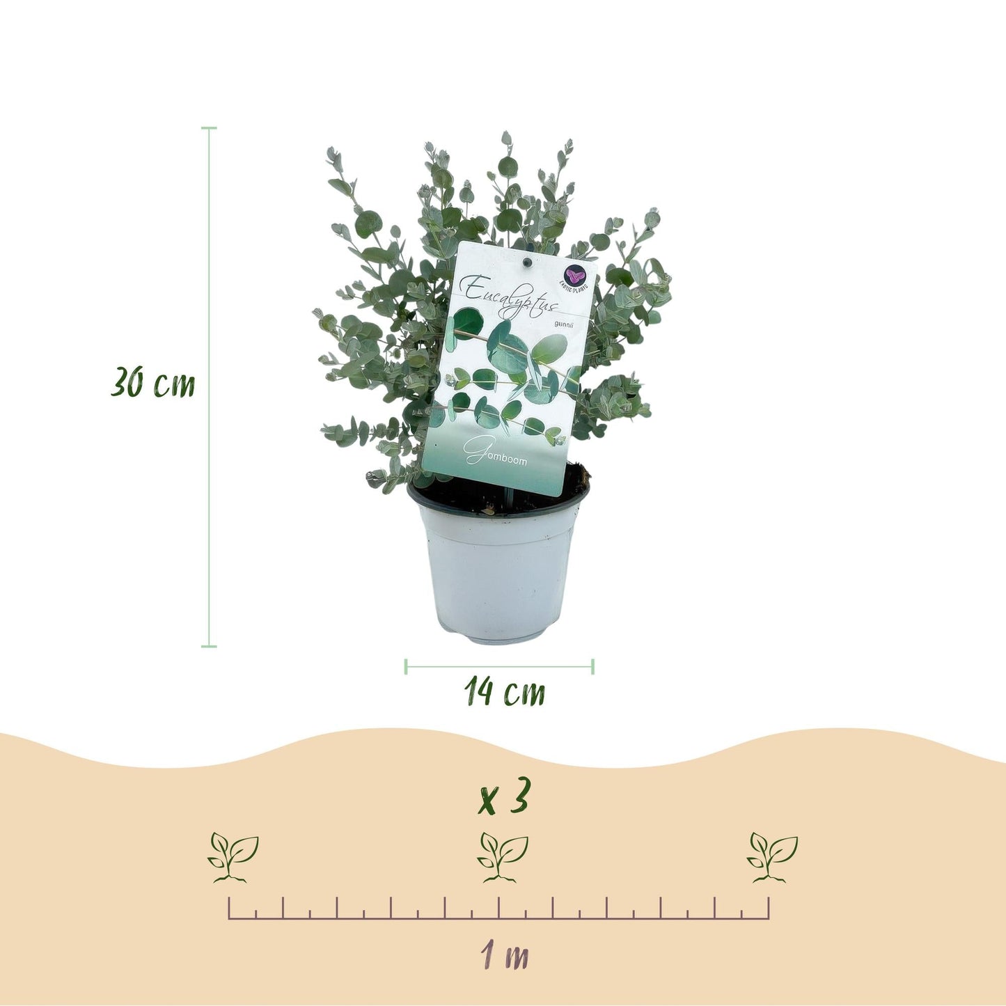 Terrasplant - Eucalyptus boom - Eucalyptus gunni - 6 Planten - Forestbloom