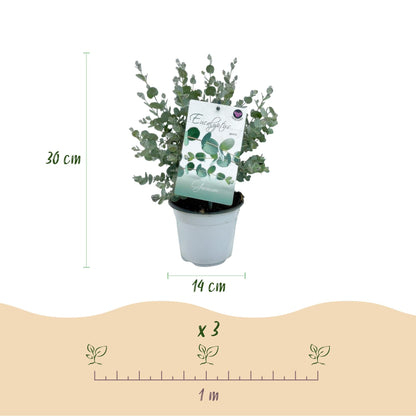 Terrasplant - Eucalyptus boom - Eucalyptus gunni - 6 Planten - Forestbloom