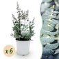 Terrasplant - Eucalyptus boom - Eucalyptus gunni - 6 Planten - Forestbloom
