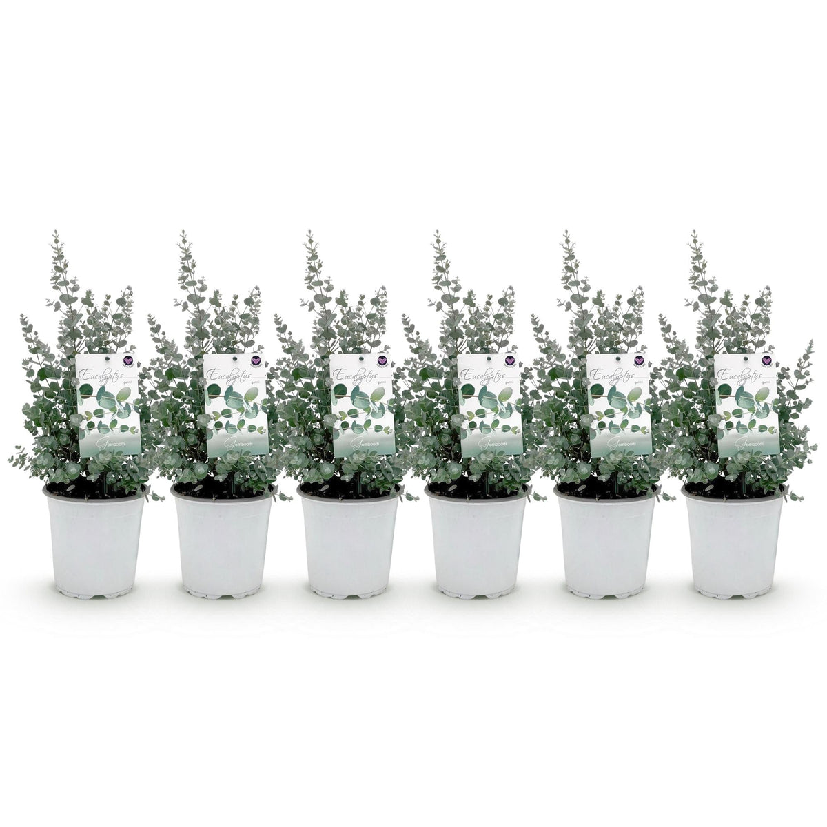 Terrasplant - Eucalyptus boom - Eucalyptus gunni - 6 Planten - Forestbloom