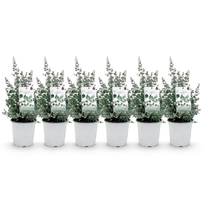Terrasplant - Eucalyptus boom - Eucalyptus gunni - 6 Planten - Forestbloom