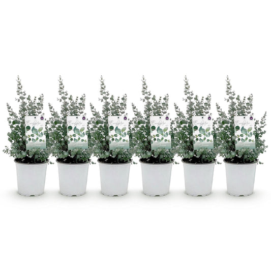 Terrasplant - Eucalyptus boom - Eucalyptus gunni - 6 Planten - Forestbloom