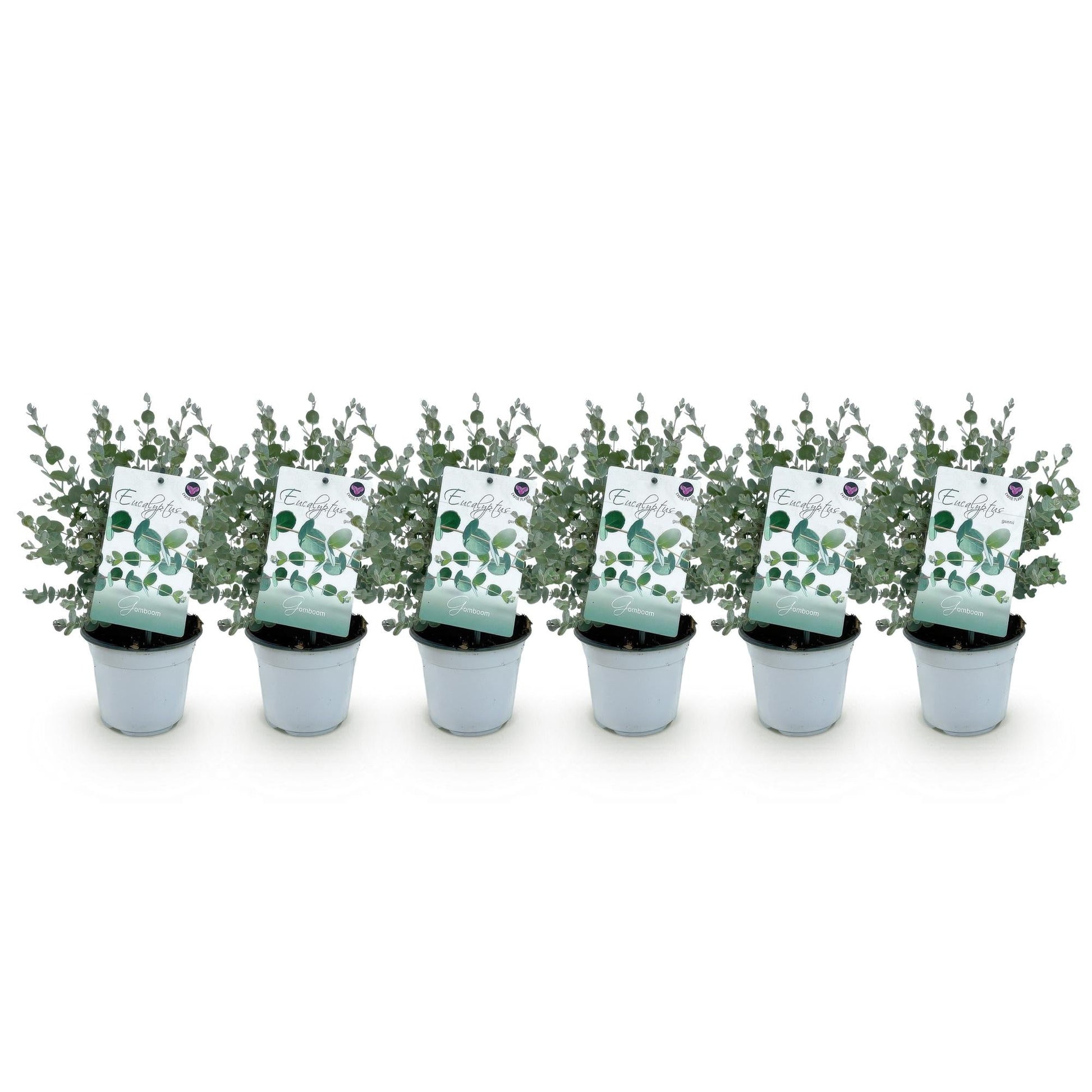 Terrasplant - Eucalyptus boom - Eucalyptus gunni - 6 Planten - Forestbloom