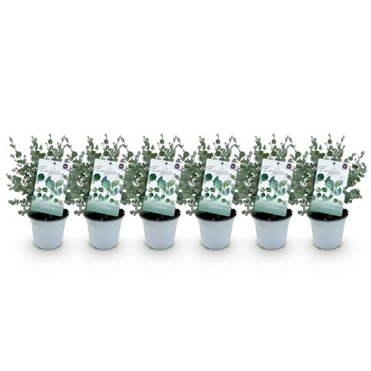 Terrasplant - Eucalyptus boom - Eucalyptus gunni - 6 Planten - Forestbloom