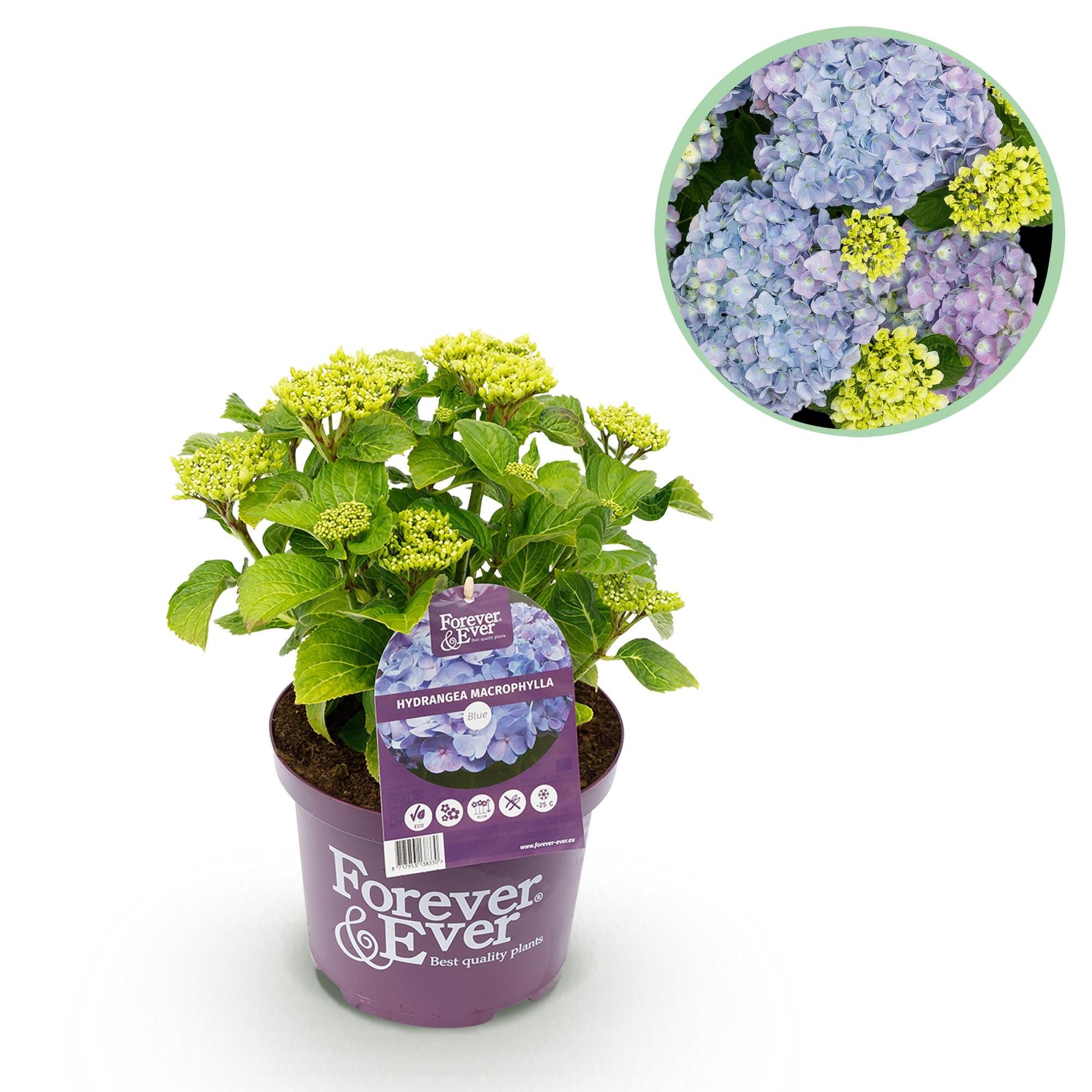 Terrasplant - Hortensia - Hydrangea Forever & Ever - 7-12 Bloemen - Forestbloom