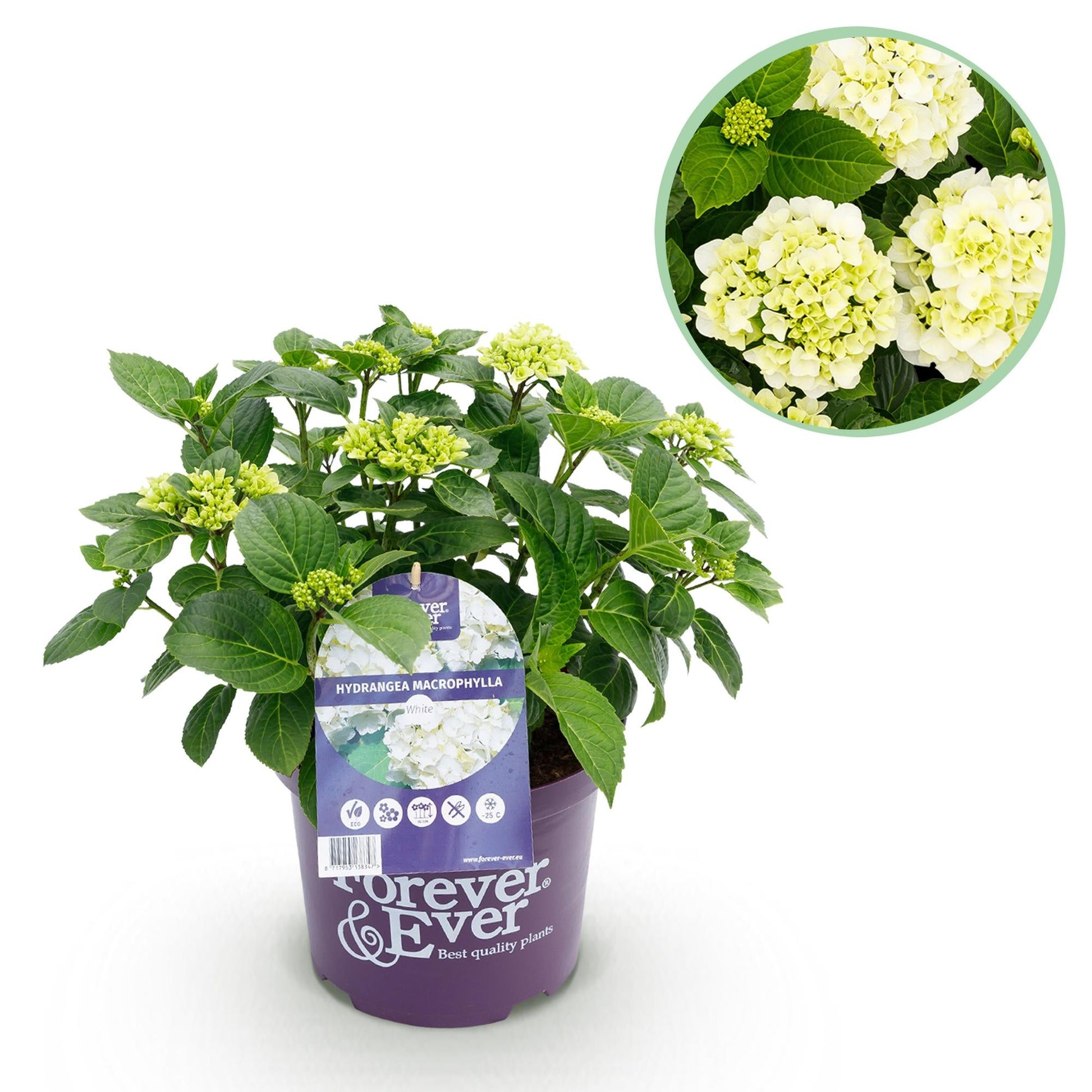 Terrasplant - Hortensia - Hydrangea Forever & Ever - 7-12 Bloemen - Forestbloom