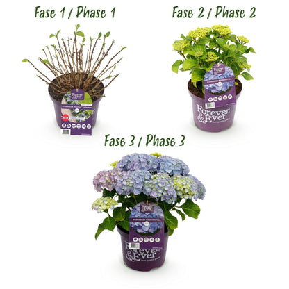 Terrasplant - Hortensia - Hydrangea Forever & Ever - 7-12 Bloemen - Forestbloom
