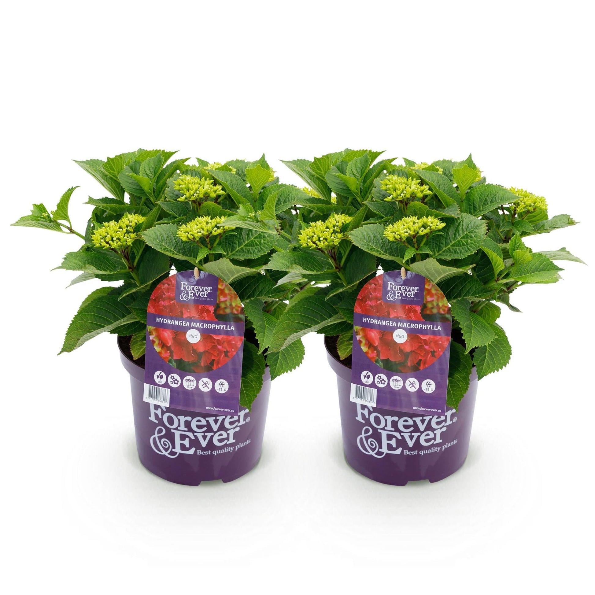 Terrasplant - Hortensia - Hydrangea Forever & Ever - 7-12 Bloemen - 2 Planten - Forestbloom