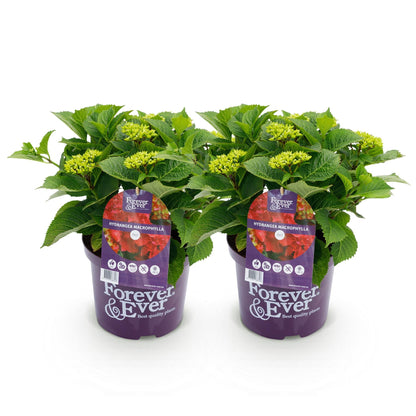 Terrasplant - Hortensia - Hydrangea Forever & Ever - 7-12 Bloemen - 2 Planten - Forestbloom