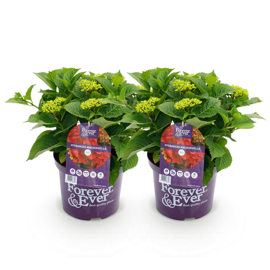 Terrasplant - Hortensia - Hydrangea Forever & Ever - 7-12 Bloemen - 2 Planten - Forestbloom
