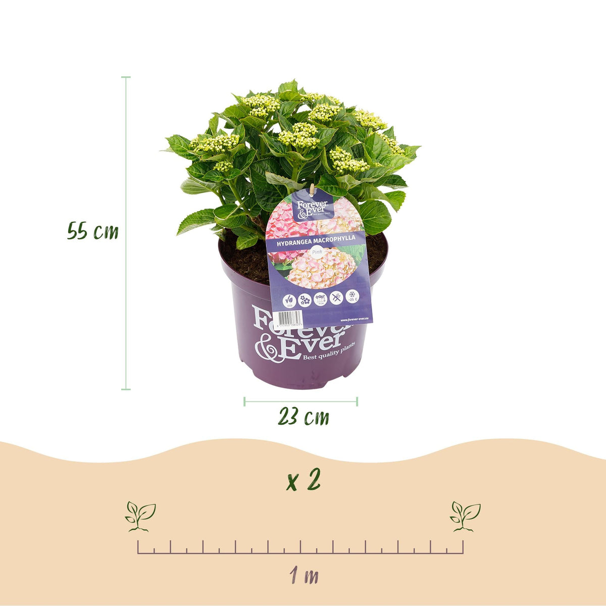 Terrasplant - Hortensia - Hydrangea Forever & Ever - 7-12 Bloemen - 2 Planten - Forestbloom