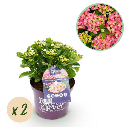 Terrasplant - Hortensia - Hydrangea Forever & Ever - 7-12 Bloemen - 2 Planten - Forestbloom