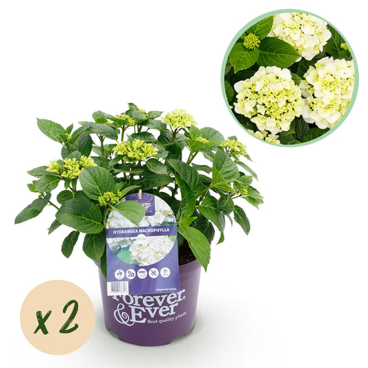 Terrasplant - Hortensia - Hydrangea Forever & Ever - 7-12 Bloemen - 2 Planten - Forestbloom