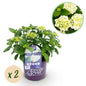 Terrasplant - Hortensia - Hydrangea Forever & Ever - 7-12 Bloemen - 2 Planten - Forestbloom