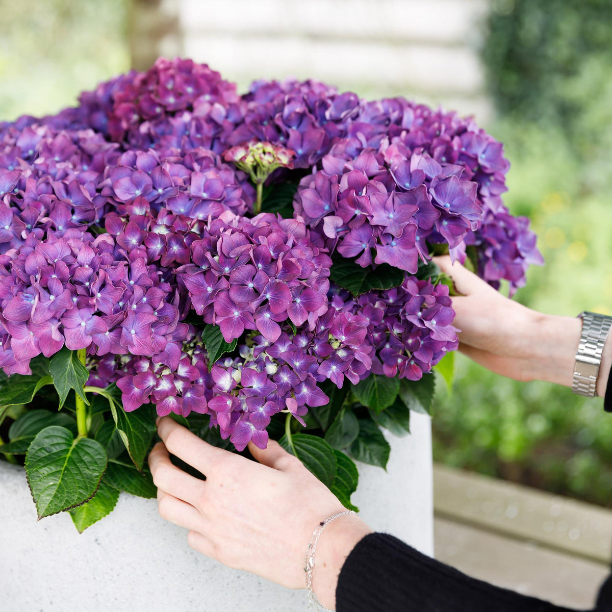 Terrasplant - Hortensia - Hydrangea Forever & Ever - 7-12 Bloemen - 2 Planten - Forestbloom
