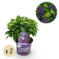 Terrasplant - Hortensia - Hydrangea Forever & Ever - 7-12 Bloemen - 2 Planten - Forestbloom