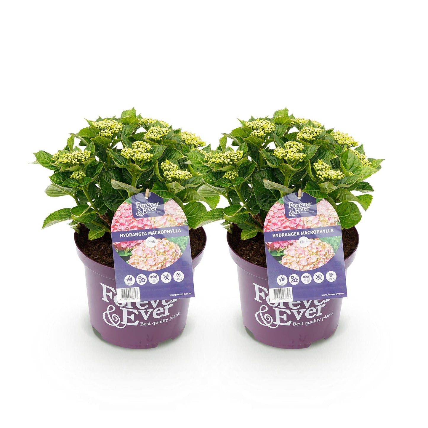 Terrasplant - Hortensia - Hydrangea Forever & Ever - 7-12 Bloemen - 2 Planten - Forestbloom