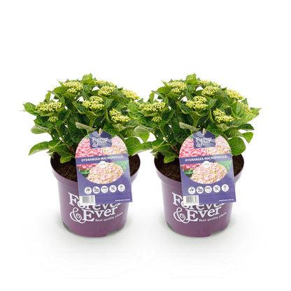 Terrasplant - Hortensia - Hydrangea Forever & Ever - 7-12 Bloemen - 2 Planten - Forestbloom