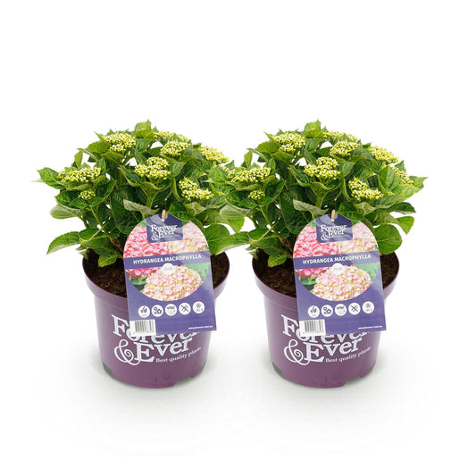 Terrasplant - Hortensia - Hydrangea Forever & Ever - 7-12 Bloemen - 2 Planten - Forestbloom
